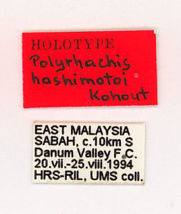 Foto Polyrhachis hashimotoi Kohout, 2007 Label