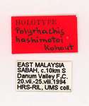 Polyrhachis hashimotoi Kohout, 2007 Label