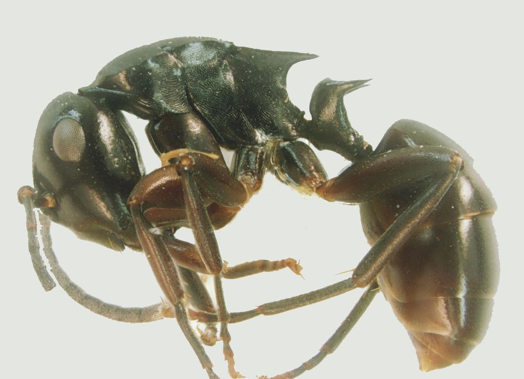 Foto Polyrhachis hashimotoi Kohout, 2007 lateral