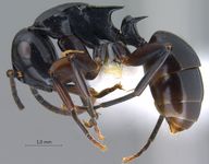 Polyrhachis hashimotoi Kohout, 2007 lateral