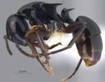 Polyrhachis hashimotoi Kohout, 2007 lateral