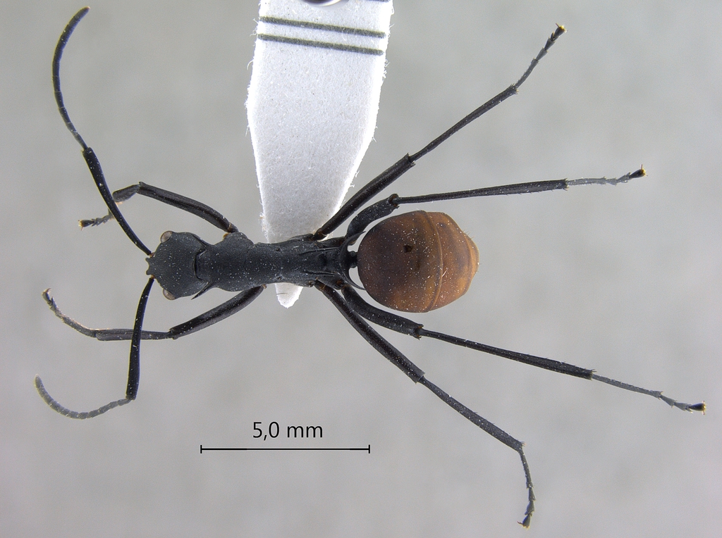 Foto Polyrhachis hector Smith,1857 dorsal