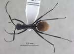 Polyrhachis hector Smith,1857 dorsal