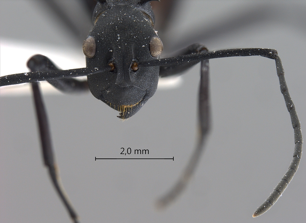 Foto Polyrhachis hector Smith,1857 frontal