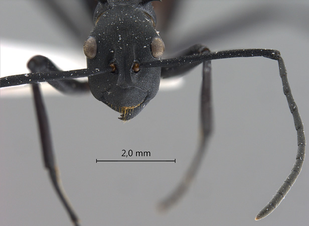 Polyrhachis hector Smith,1857 frontal