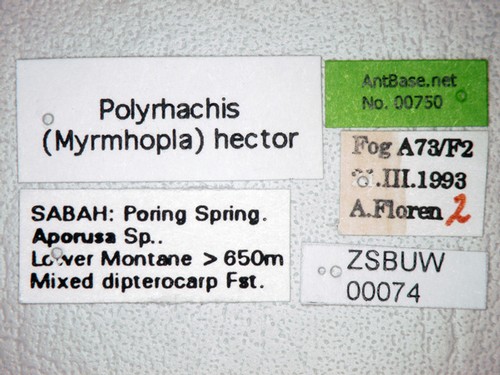 Polyrhachis hector Smith,1857 Label