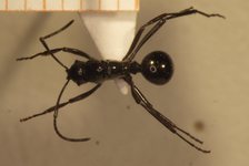Polyrhachis boltoni Dorow&Kohout,1995 dorsal