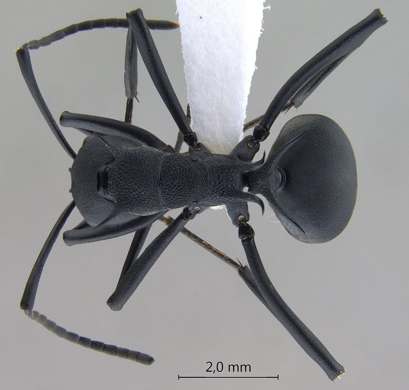 Foto Polyrhachis hodgsoni Forel, 1902 dorsal