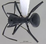 Polyrhachis hodgsoni Forel, 1902 dorsal