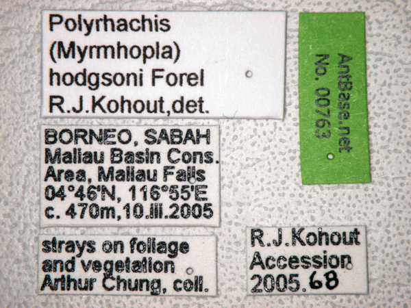 Foto Polyrhachis hodgsoni Forel, 1902 Label