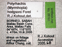Polyrhachis hodgsoni Forel, 1902 Label