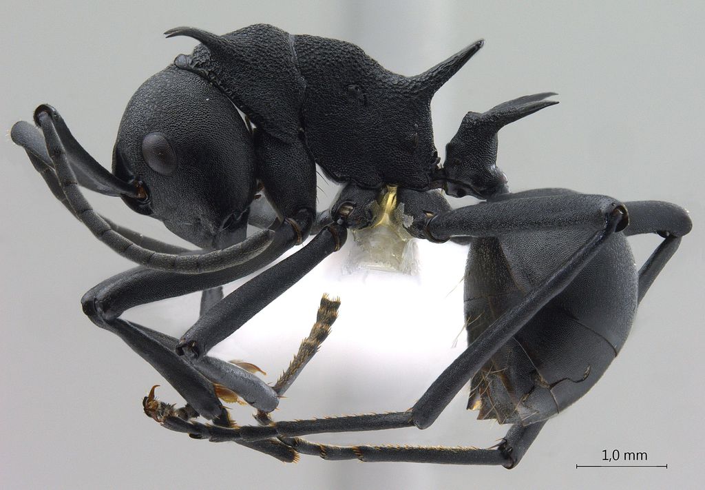 Foto Polyrhachis hodgsoni Forel, 1902 lateral