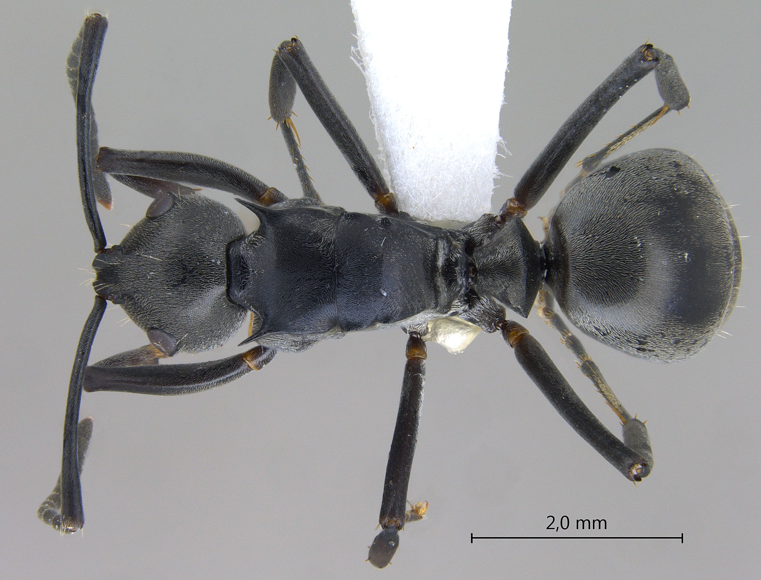 Foto Polyrhachis hosei Donisthorpe, 1942 dorsal