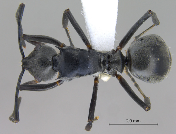 Polyrhachis hosei Donisthorpe, 1942 dorsal