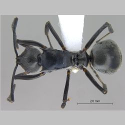 Polyrhachis hosei Donisthorpe, 1942 dorsal