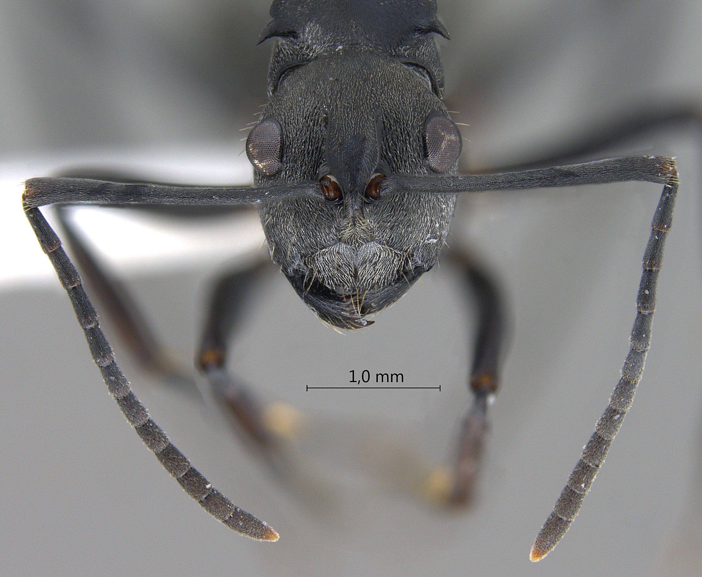 Foto Polyrhachis hosei Donisthorpe, 1942 frontal