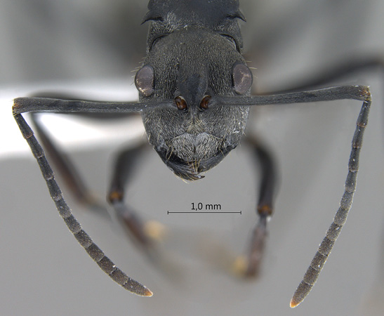 Polyrhachis hosei Donisthorpe, 1942 frontal