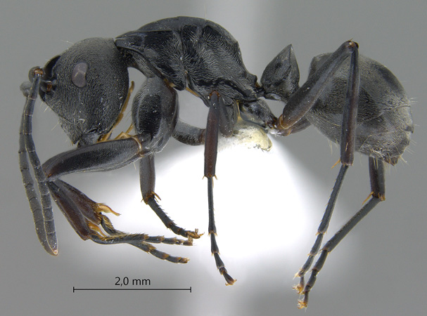 Polyrhachis hosei Donisthorpe, 1942 lateral