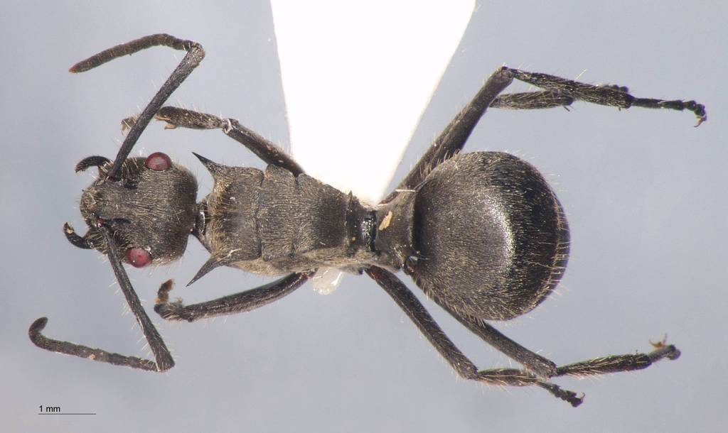 Foto Polyrhachis illaudata Walker, 1859 dorsal