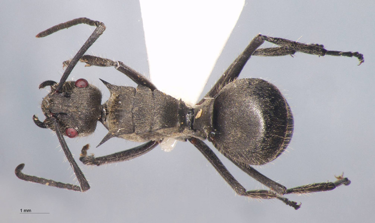 Polyrhachis illaudata Walker, 1859 dorsal