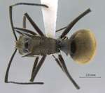 Polyrhachis illaudata Walker, 1859 dorsal