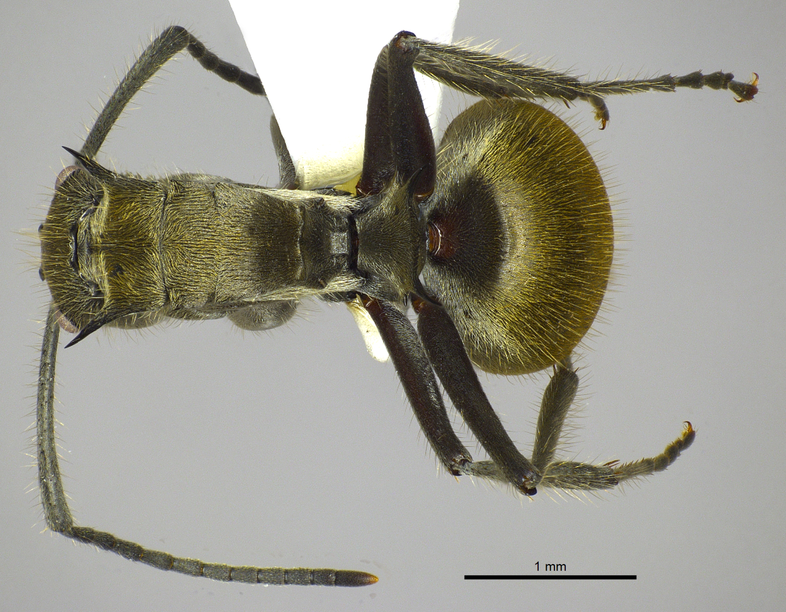 Foto Polyrhachis illaudata Walker, 1859 dorsal