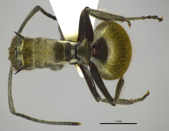 Polyrhachis illaudata Walker, 1859 dorsal