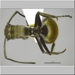 Polyrhachis illaudata Walker, 1859 dorsal