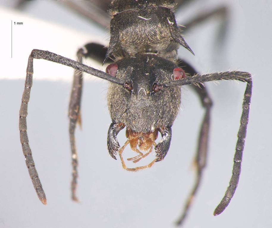 Foto Polyrhachis illaudata Walker, 1859 frontal