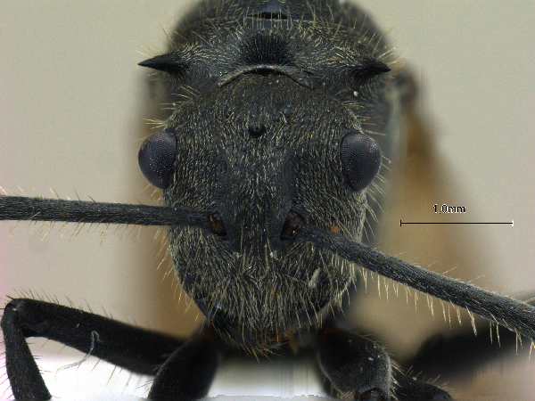 Polyrhachis illaudata Walker, 1859 frontal