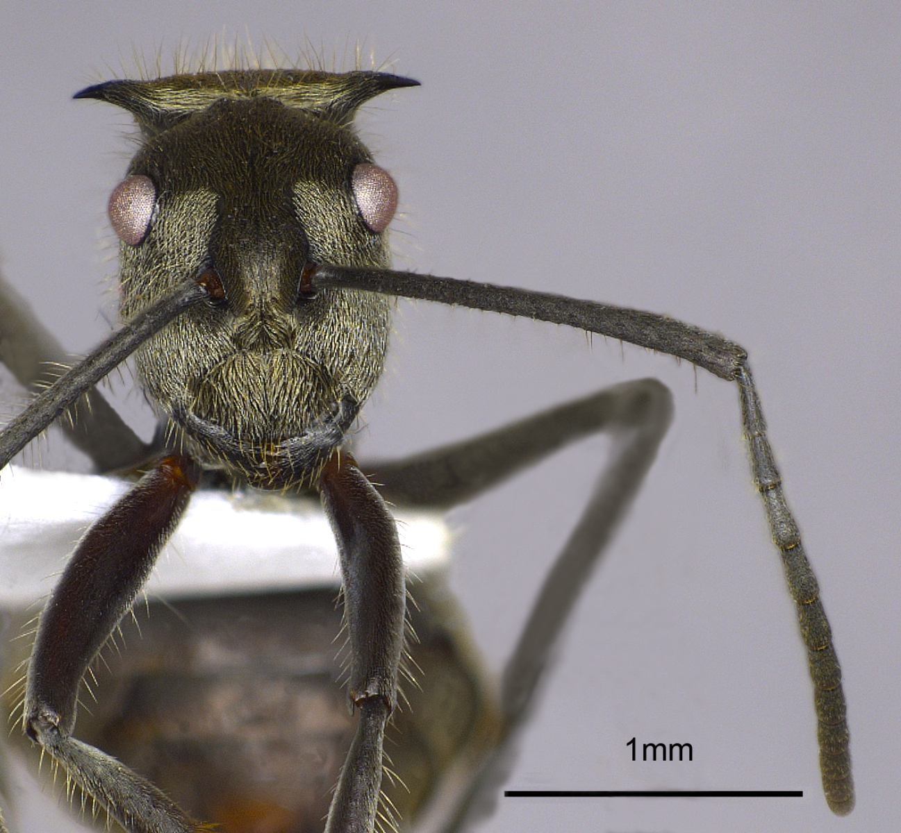 Foto Polyrhachis illaudata Walker, 1859 frontal