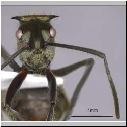 Polyrhachis illaudata Walker, 1859 frontal