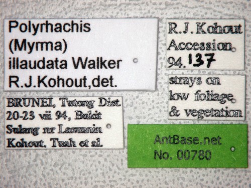 Polyrhachis illaudata Walker, 1859 Label