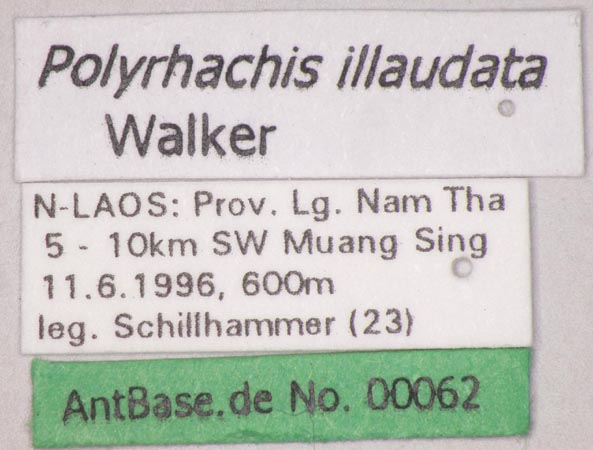 Polyrhachis illaudata Walker, 1859 Label
