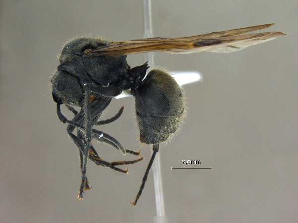 Polyrhachis illaudata Walker, 1859 lateral