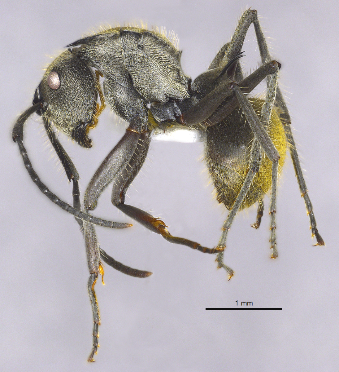 Foto Polyrhachis illaudata Walker, 1859 lateral