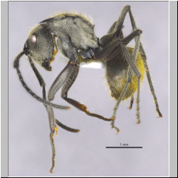 Polyrhachis illaudata Walker, 1859 lateral