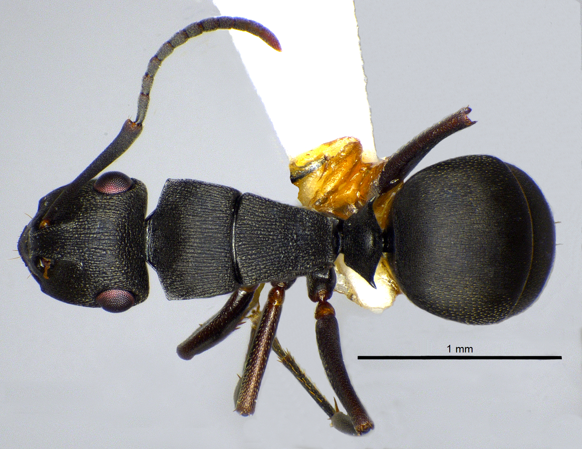 Foto Polyrhachis inconspicua Emery, 1887 dorsal