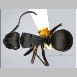 Polyrhachis inconspicua Emery, 1887 dorsal