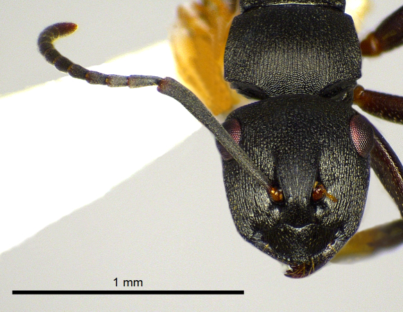 Polyrhachis inconspicua Emery, 1887 frontal