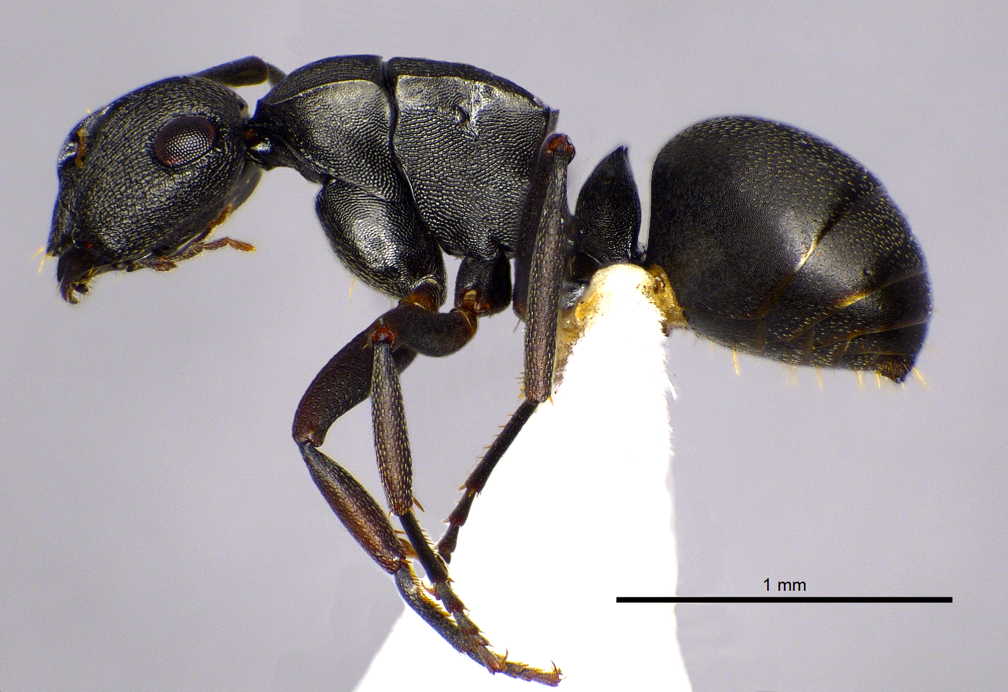 Foto Polyrhachis inconspicua Emery, 1887 lateral