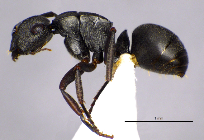 Polyrhachis inconspicua Emery, 1887 lateral