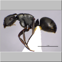 Polyrhachis inconspicua Emery, 1887 lateral