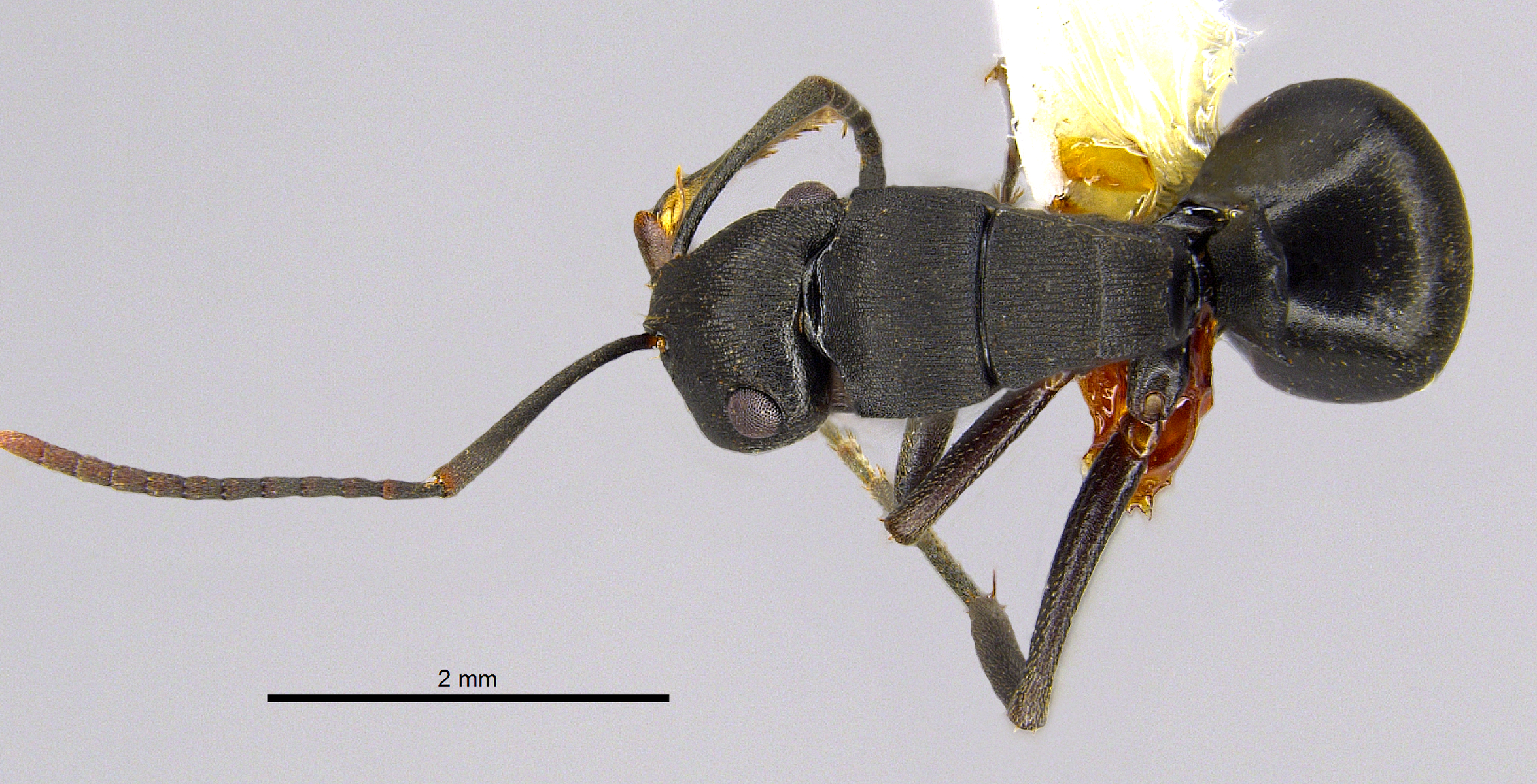 Foto Polyrhachis inconspicua Emery, 1887 dorsal