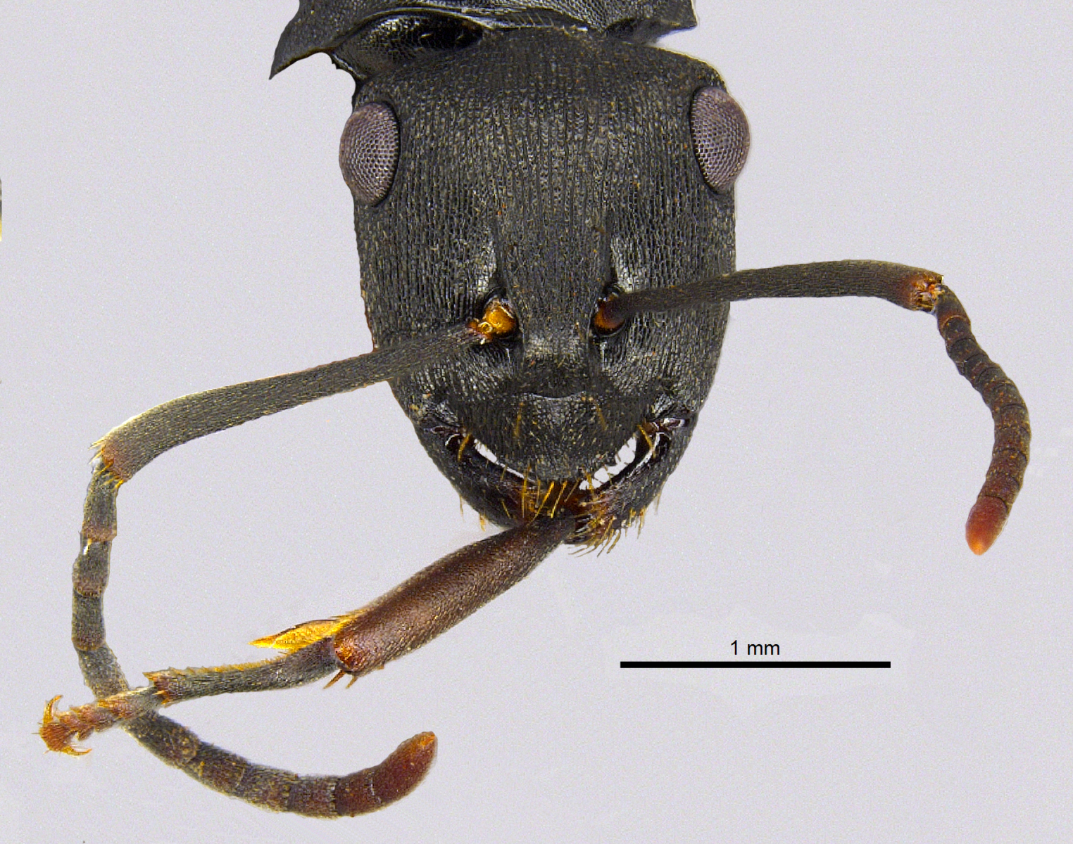 Foto Polyrhachis inconspicua Emery, 1887 frontal
