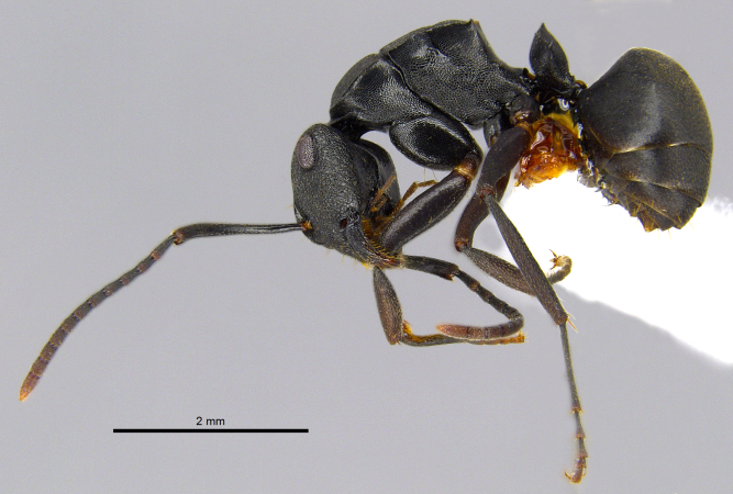 Polyrhachis inconspicua Emery, 1887 lateral
