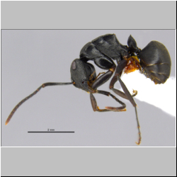 Polyrhachis inconspicua Emery, 1887 lateral