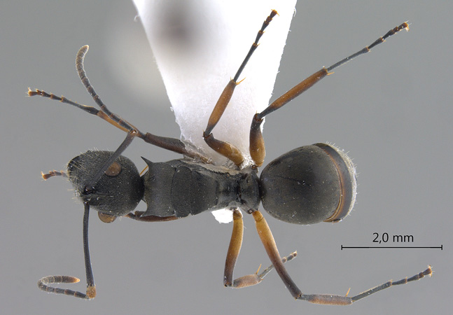 Polyrhachis inermis Smith,1858 dorsal