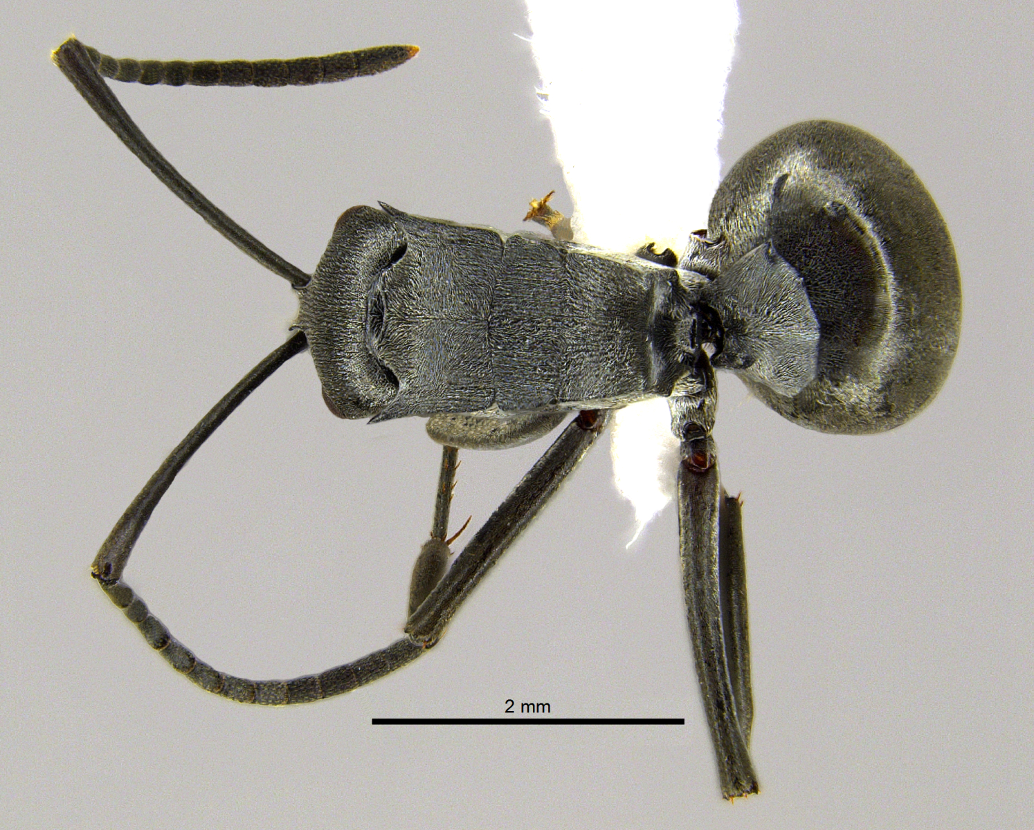 Foto Polyrhachis inermis Smith,1858 dorsal