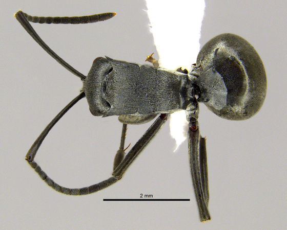 Polyrhachis inermis Smith,1858 dorsal